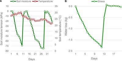 Drought Tolerant Near Isogenic Lines of Pusa 44 Pyramided With qDTY2.1 and qDTY3.1, Show Accelerated Recovery Response in a High Throughput Phenomics Based Phenotyping